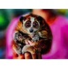 Online Bild Glas Slow Loris 80X120 Bilder