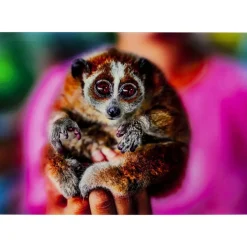 Online Bild Glas Slow Loris 80X120 Bilder
