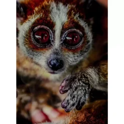 Online Bild Glas Slow Loris 80X120 Bilder