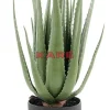 Clearance Deko Pflanze Aloe 69Cm Deko & Geschenkartikel