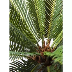 Outlet Deko Pflanze Cycas Tree 78Cm Deko & Geschenkartikel