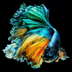 Hot Glasbild Aqua Queen Fish 100X100Cm Bilder