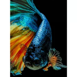 Hot Glasbild Aqua Queen Fish 100X100Cm Bilder