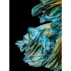 Hot Glasbild Aqua Queen Fish 100X100Cm Bilder