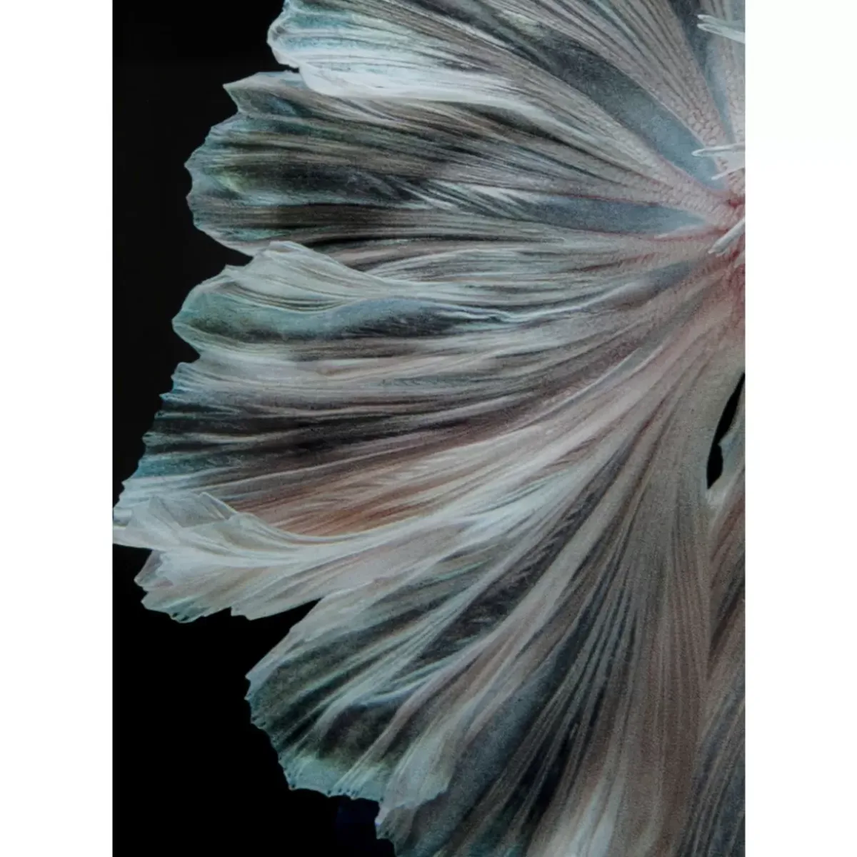 Online Glasbild Colorful Swarm Fish 120X120Cm Bilder
