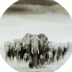Online Glasbild Elephant Walk O120Cm Bilder