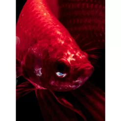 Outlet Glasbild Fire Fish 100X100Cm Bilder