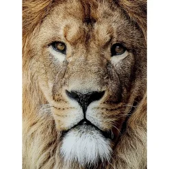 New Glasbild King Of Lion 150X100Cm Bilder