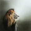 Outlet Glasbild Lion King 100X100Cm Bilder