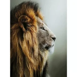 Outlet Glasbild Lion King 100X100Cm Bilder