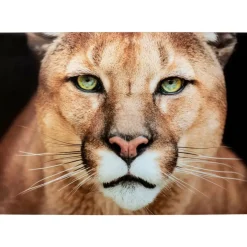 Outlet Glasbild Lioness 150X100Cm Bilder