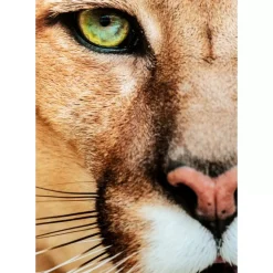 Outlet Glasbild Lioness 150X100Cm Bilder