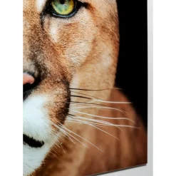 Outlet Glasbild Lioness 150X100Cm Bilder