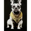 Hot Glasbild Noble Dog 40X60Cm Bilder