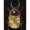 Clearance Glasbild Shiney Dung Beetle 80X120Cm Bilder