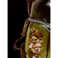 Clearance Glasbild Shiney Dung Beetle 80X120Cm Bilder