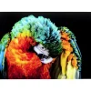 Discount Glasbild Tropical Parrot 120X80Cm Bilder
